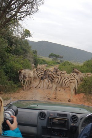 Zebras auf dem Weg